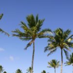 occuptaional injuries plantation