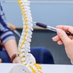A doctor's hand pointing to the vertebrae of a spine model with a pen.