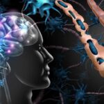 Artistic rendering of a human head with visible brain facing a spine floating in the air.